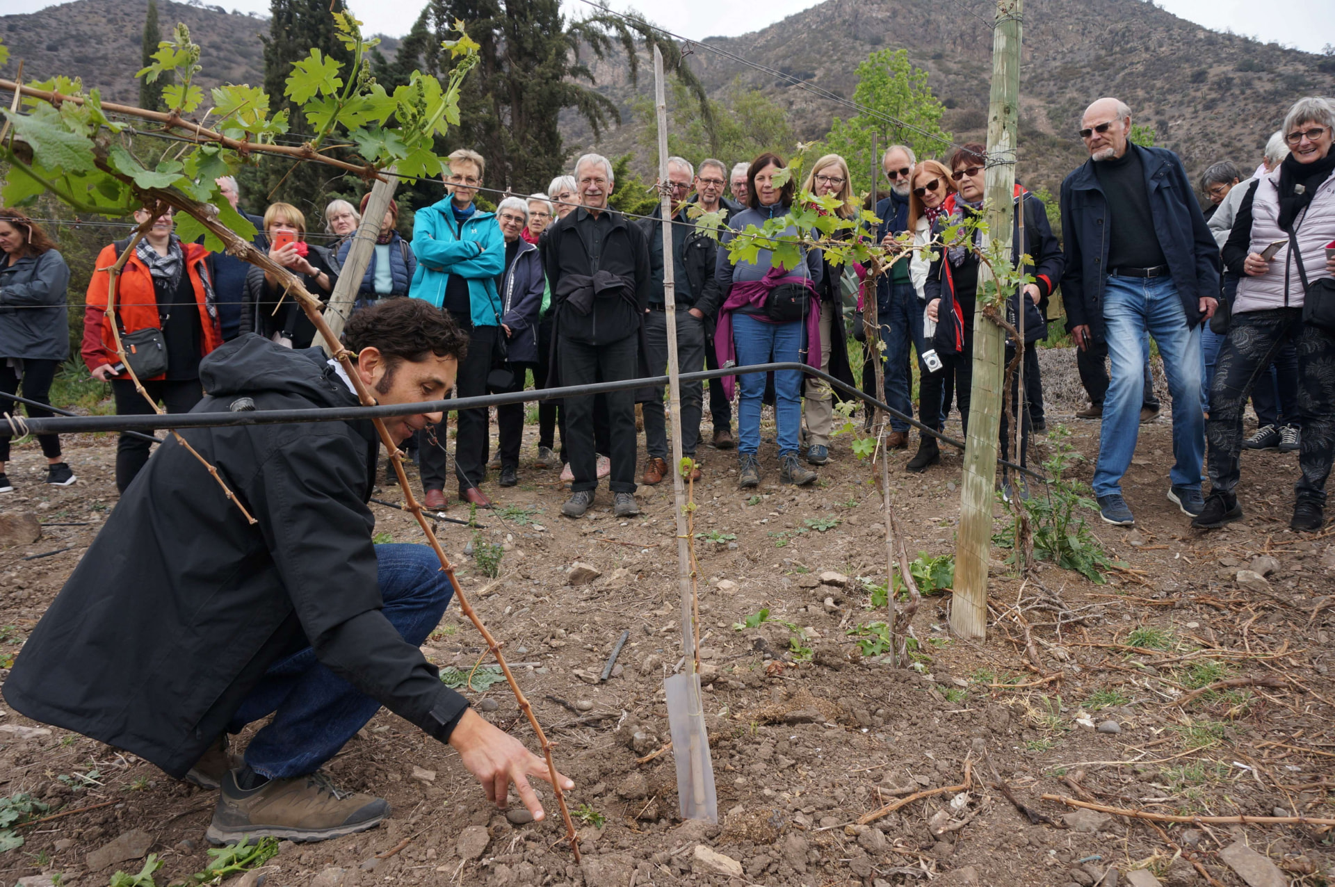 Explicando la poda de la vid a un grupo de visitantes en el viñedo